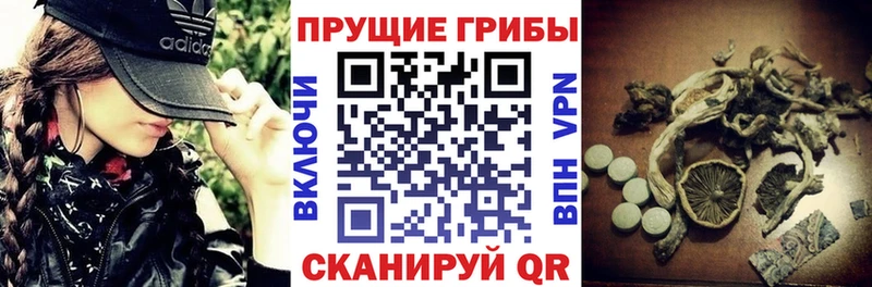 Псилоцибиновые грибы Psilocybine cubensis  Апшеронск 